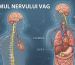 nervul vag